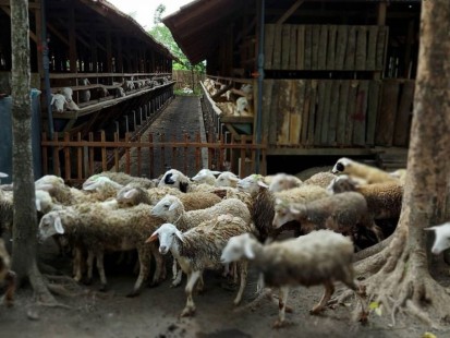 peternakan-domba-a